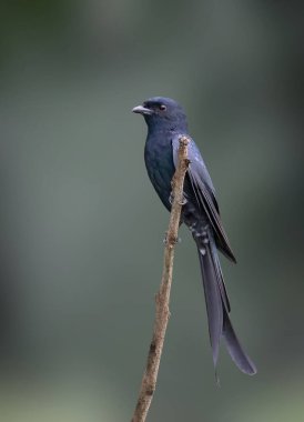 Büyük raket kuyruklu Drongo 'nun (Dicrurus paradiseus) görüntüsü doğa arka planında bir dala tünemiştir. Kuş. Hayvanlar.
