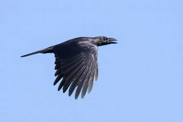 Wizerunek Kruka Trzepoczącego Skrzydłami Błękitne Czyste Niebo Ptaki Dzikie Zwierzęta — Zdjęcie stockowe