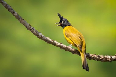 Kara ibikli Bulbul (Rubigula flaviventris) resmi doğanın arka planında bir dala konmuştur. Kuş. Hayvanlar.