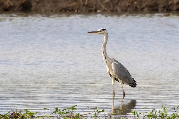 在大自然的背景下 灰色鲱鱼 Ardea Cinerea 站在沼泽地中的图像 — 图库照片