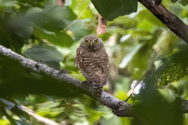 Doğanın arka planında Asyalı engelli baykuşçuğun (Glaucidium cuculoides) resmi. Baykuş. Kuş. Hayvanlar.