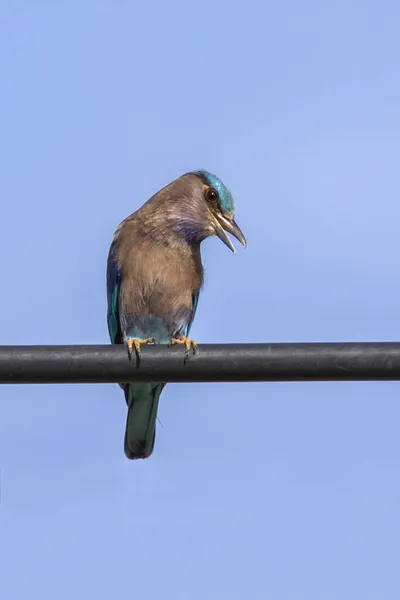 Bild Des Indochinesischen Rollvogels Coracias Affinis Auf Dem Hintergrund Der — Stockfoto