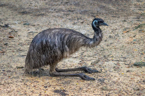 Imagen Emu Común Dromaius Novaehollandiae Sobre Fondo Naturaleza Pájaros Animales —  Fotos de Stock