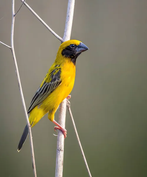 Εικόνα Του Πουλιού Ασιατική Χρυσή Weaver Για Τον Κλάδο Φόντο — Φωτογραφία Αρχείου