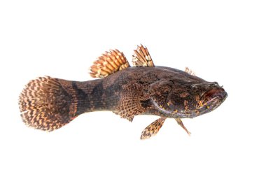 Beyaz arka planda taze bir goby balığı resmi. Su hayvanları..