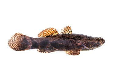 Beyaz arka planda taze bir goby balığı resmi. Su hayvanları..