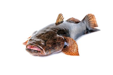 Beyaz arka planda taze bir goby balığı resmi. Su hayvanları..