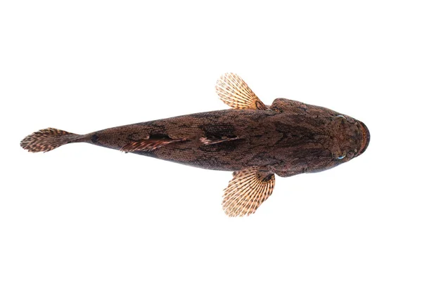Bild Färsk Goby Fisk Vit Bakgrund Vattenlevande Djur — Stockfoto