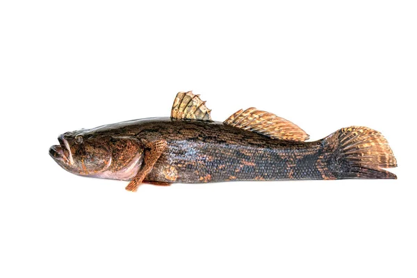 Bild Von Frischem Grundfisch Auf Weißem Hintergrund Wassertiere — Stockfoto