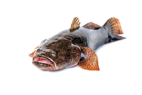 Bild Von Frischem Grundfisch Auf Weißem Hintergrund Wassertiere — Stockfoto