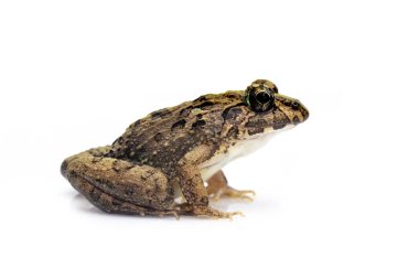 Beyaz arka planda izole edilmiş kahverengi kurbağa görüntüsü. Pelophylax ridibundus. Hayvan herif. Amfibiler