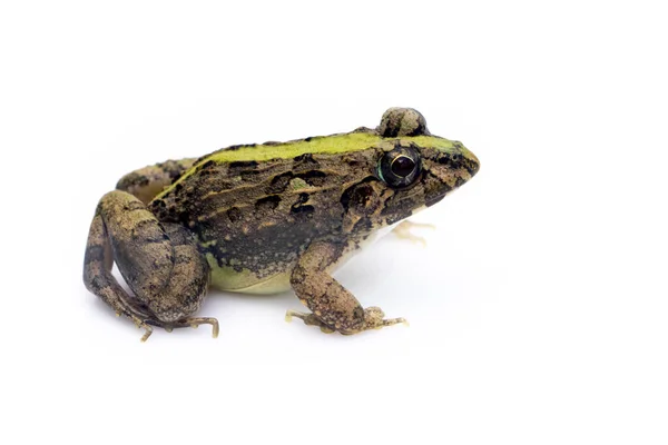 Obrázek Hnědé Žáby Izolované Bílém Pozadí Pelophylax Ridibundus Zvíře Obojživelníci — Stock fotografie