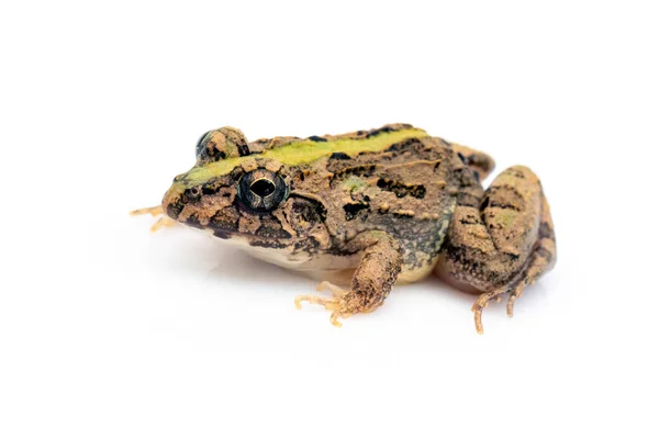 Imagem Sapo Castanho Isolado Sobre Fundo Branco Pelophylax Ridibundus Animal — Fotografia de Stock