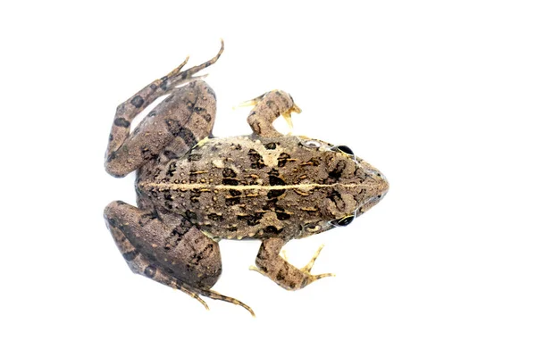 白色背景上孤立的褐色青蛙的图像 羊毛虫 利迪本病 两栖动物 — 图库照片