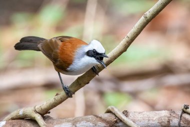 Beyaz ibikli Laughingthrush kuşunun doğanın arka planındaki bir ağaç dalındaki görüntüsü. Hayvanlar.
