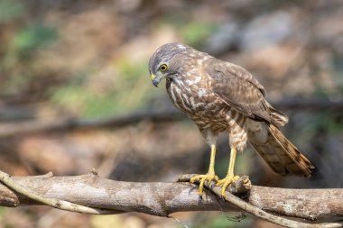 Shikra Bird 'ün (Accipiter badius) doğa arka planındaki bir ağaç dalındaki görüntüsü. Hayvanlar.