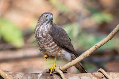 Shikra Bird 'ün (Accipiter badius) doğa arka planındaki bir ağaç dalındaki görüntüsü. Hayvanlar.