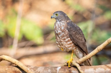 Shikra Bird 'ün (Accipiter badius) doğa arka planındaki bir ağaç dalındaki görüntüsü. Hayvanlar.