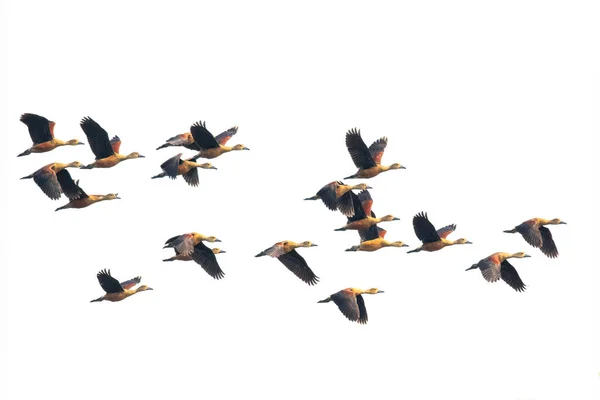 Image Flock Lesser Whistling Duck Dendrocygna Javanica Flying Sky Bird — Stock Photo, Image