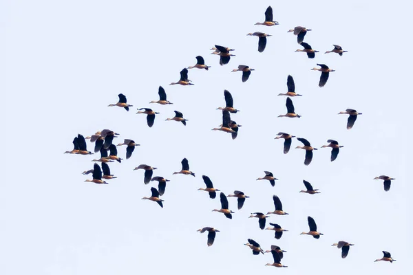 Image Flock Lesser Whistling Duck Dendrocygna Javanica Flying Sky Bird — Stock Photo, Image