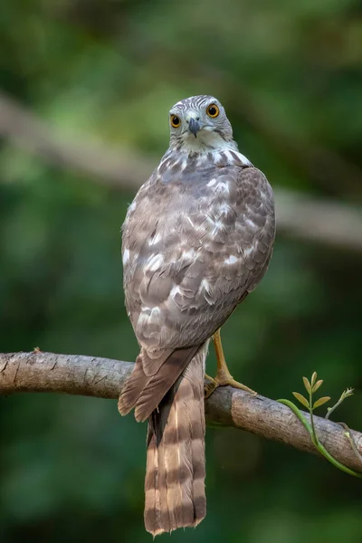 Imagen Shikra Bird Accipiter Badius Sobre Una Rama Árbol Sobre —  Fotos de Stock