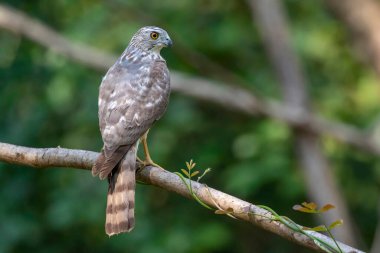 Shikra Bird 'ün (Accipiter badius) doğa arka planındaki bir ağaç dalındaki görüntüsü. Hayvanlar.