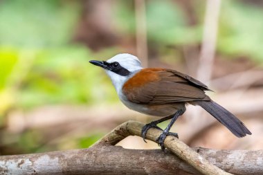 Beyaz ibikli Laughingthrush kuşunun doğanın arka planındaki bir ağaç dalındaki görüntüsü. Hayvanlar.