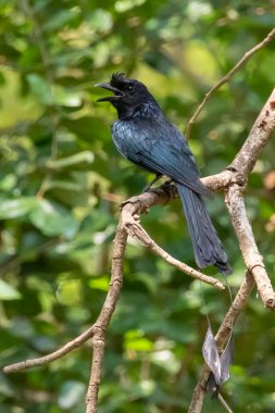 Doğanın arka planındaki ağaç dalında Büyük Raket Kuyruklu Drongo (Dicrurus Paradiseus) resmi. Kuş. Hayvanlar.