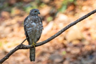 Shikra Bird 'ün (Accipiter badius) doğa arka planındaki bir ağaç dalındaki görüntüsü. Şahin. Hayvanlar.