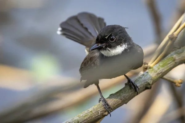 Εικόνα Του Μαλαισιανού Pied Fantail Rhipidura Javanica Στο Κλαδί Του — Φωτογραφία Αρχείου