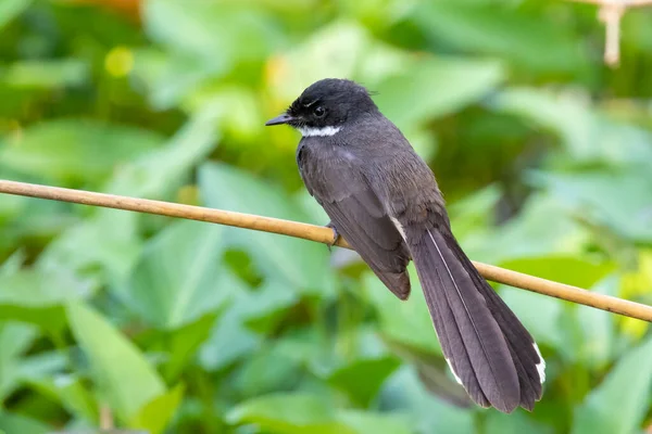 Kép Malajziai Pied Fantail Rhipidura Javanica Faágon Természet Hátterében Madár — Stock Fotó