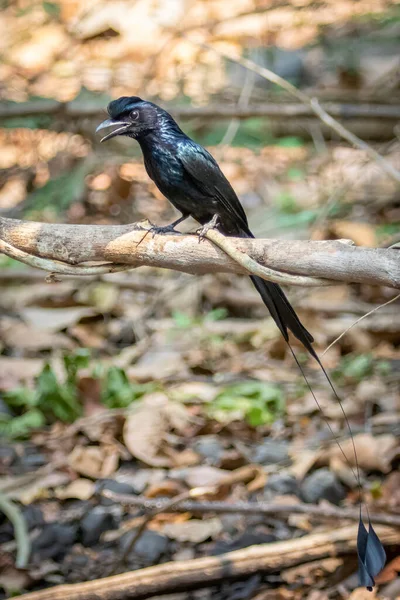 Зображення Великого Ракет Хвоста Drongo Dicrurus Paradiseus Гілці Дерев Природному — стокове фото