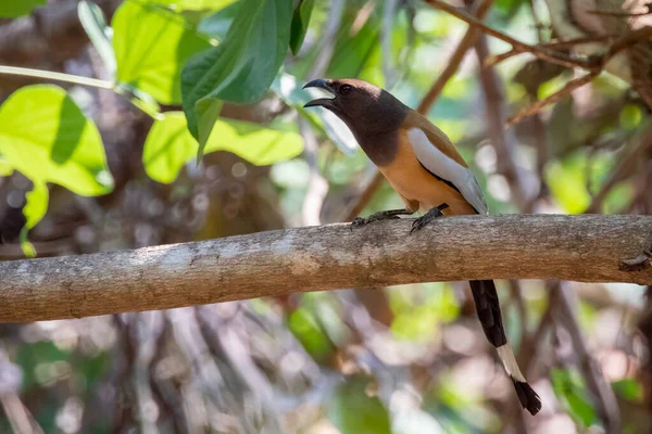 배경의 나뭇가지에 Rufous Treepie Dendrocitta Vagabunda 이미지 — 스톡 사진