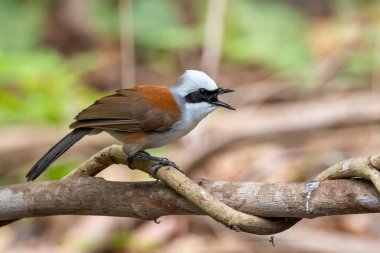 Beyaz ibikli Laughingthrush kuşunun doğanın arka planındaki bir ağaç dalındaki görüntüsü. Hayvanlar.