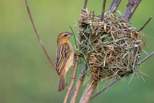 Image Female Baya Weaver Nesting Nature Background Bird Animals — стоковое фото