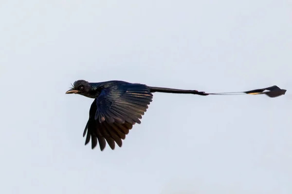 Wizerunek Wielkiego Racquet Tailed Drongo Dicrurus Raadiseus Latającego Niebie Ptak — Zdjęcie stockowe