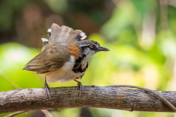 Image Lesser Necklaced Laughingthrush Garrulax Monileger Tree Branch Nature Background — 스톡 사진