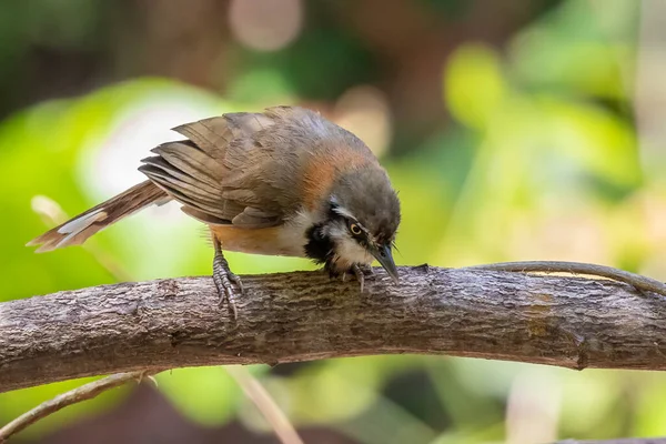 Image Lesser Necklaced Laughingthrush Garrulax Monileger Tree Branch Nature Background — Foto Stock