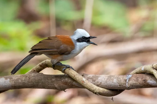 Beyaz ibikli Laughingthrush kuşunun doğanın arka planındaki bir ağaç dalındaki görüntüsü. Hayvanlar.