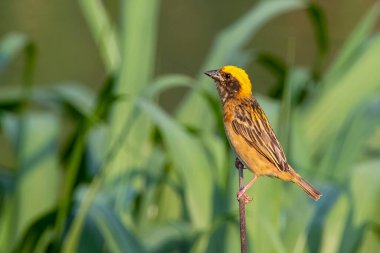 Doğada yuva yapan erkek çok dokumacının resmi. Kuş. Hayvanlar.