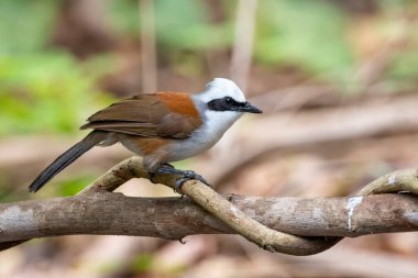 Beyaz ibikli Laughingthrush kuşunun doğanın arka planındaki bir ağaç dalındaki görüntüsü. Hayvanlar.