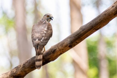 Shikra Bird 'ün (Accipiter badius) doğa arka planındaki bir ağaç dalındaki görüntüsü. Hayvanlar.