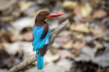 Beyaz boğazlı Kingfisher 'ın resmi doğanın arka planında bir ağaç dalında. Kuş. Hayvanlar.