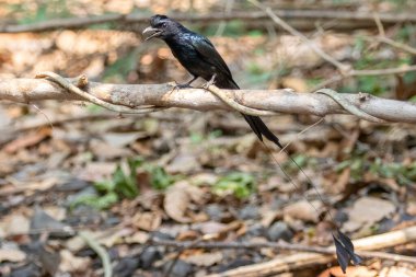 Doğanın arka planındaki ağaç dalında Büyük Raket Kuyruklu Drongo (Dicrurus Paradiseus) resmi. Kuş. Hayvanlar.