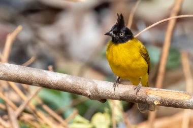 Doğanın arka planındaki bir ağaç dalında Kara Tepe Bulbul kuşunun resmi. Hayvanlar.