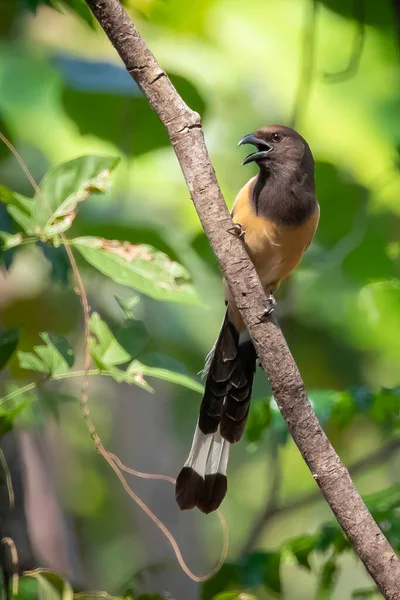 Afbeelding Van Rufous Treepie Dendrocitta Vagabunda Boomtak Achtergrond Vogel Dieren — Stockfoto