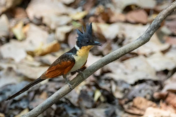 Image Chestnut Winged Cuckoo Tree Branch Nature Background Bird Animals — 스톡 사진