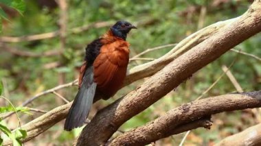 Greater coucal on nature background. Bird. Animals.