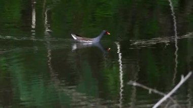 Nehirde yüzen Watercock (Gallicrex cinerea). Kuş. Hayvanlar.