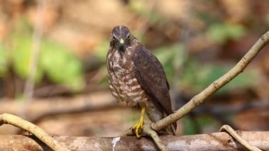 Shikra Kuşu (Accipiter badius) doğanın arka planında bir ağaç dalında. Şahin. Hayvanlar.